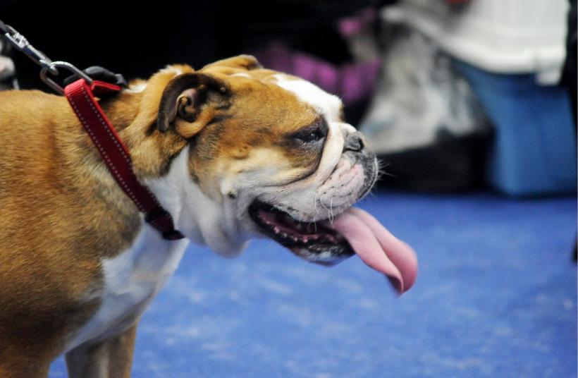 GALERIE FOTO. Bucharest Pet Exhibition. Parada pisicilor și câinilor 18569950