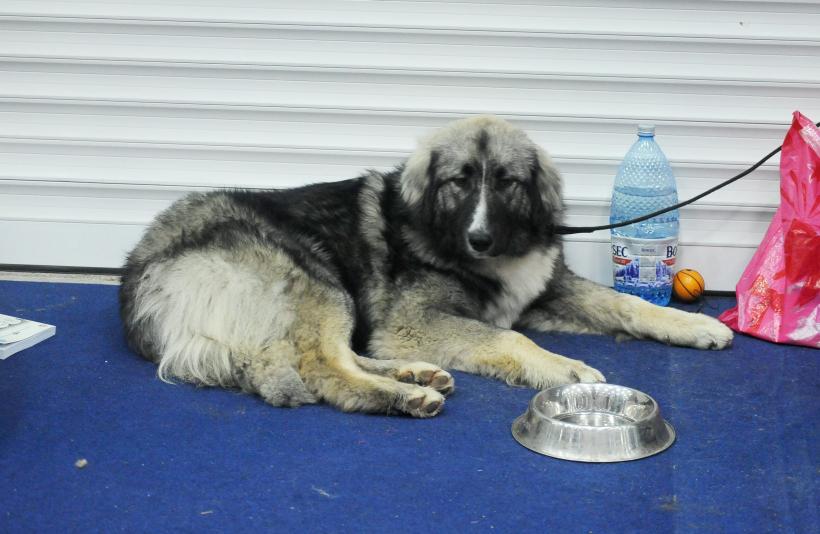 GALERIE FOTO. Bucharest Pet Exhibition. Parada pisicilor și câinilor 18569955