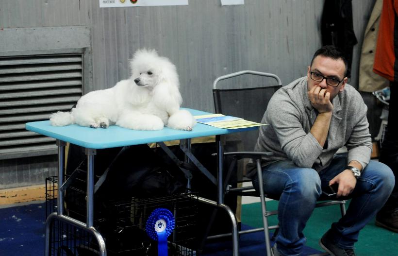 GALERIE FOTO. Bucharest Pet Exhibition. Parada pisicilor și câinilor 18569956