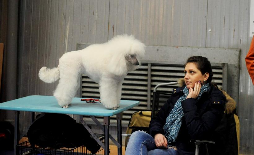 GALERIE FOTO. Bucharest Pet Exhibition. Parada pisicilor și câinilor 18569962