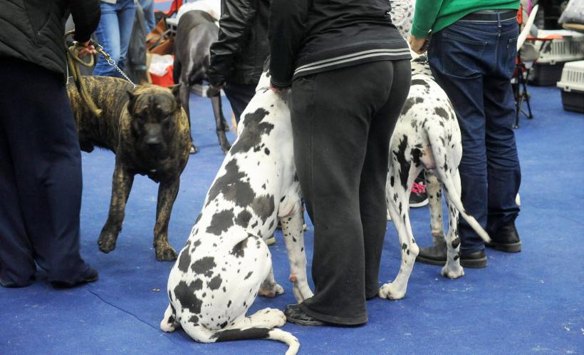 GALERIE FOTO. Bucharest Pet Exhibition. Parada pisicilor și câinilor 18569964