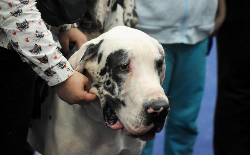 GALERIE FOTO. Bucharest Pet Exhibition. Parada pisicilor și câinilor 18569966