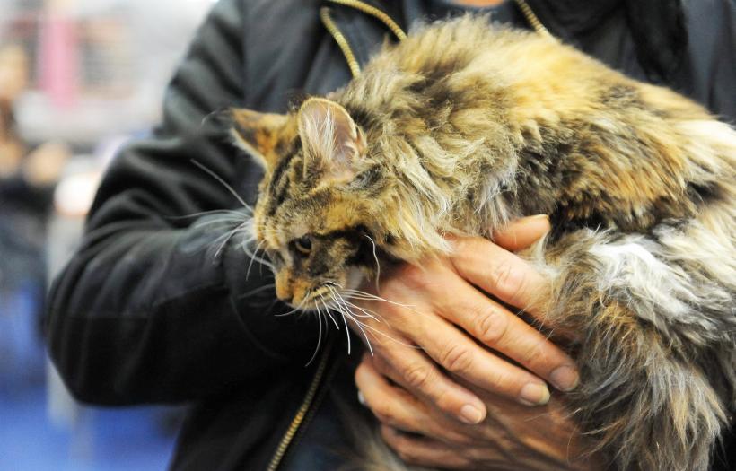 GALERIE FOTO. Bucharest Pet Exhibition. Parada pisicilor și câinilor 18569972
