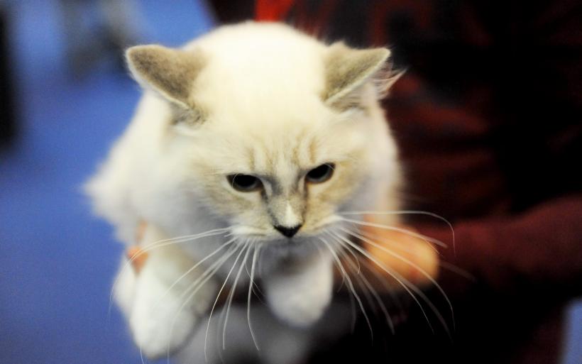 GALERIE FOTO. Bucharest Pet Exhibition. Parada pisicilor și câinilor 18569975