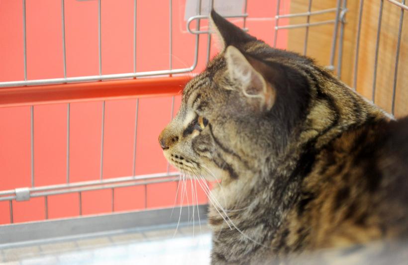 GALERIE FOTO. Bucharest Pet Exhibition. Parada pisicilor și câinilor 18569979