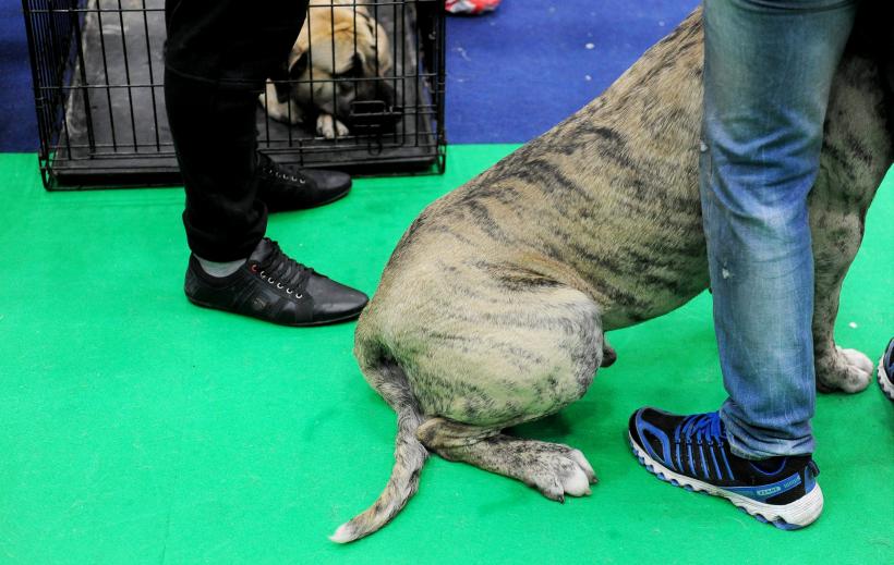 GALERIE FOTO. Bucharest Pet Exhibition. Parada pisicilor și câinilor 18569985