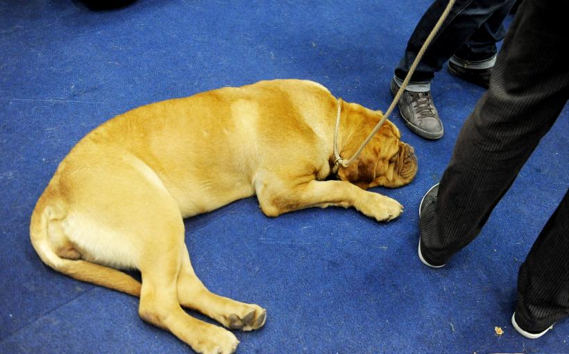 GALERIE FOTO. Bucharest Pet Exhibition. Parada pisicilor și câinilor 18569986