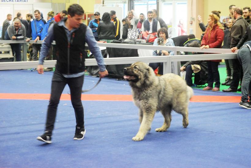 GALERIE FOTO. Bucharest Pet Exhibition. Parada pisicilor și câinilor 18569990