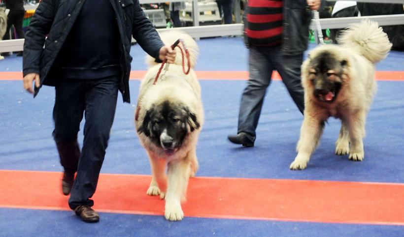 GALERIE FOTO. Bucharest Pet Exhibition. Parada pisicilor și câinilor 18569991
