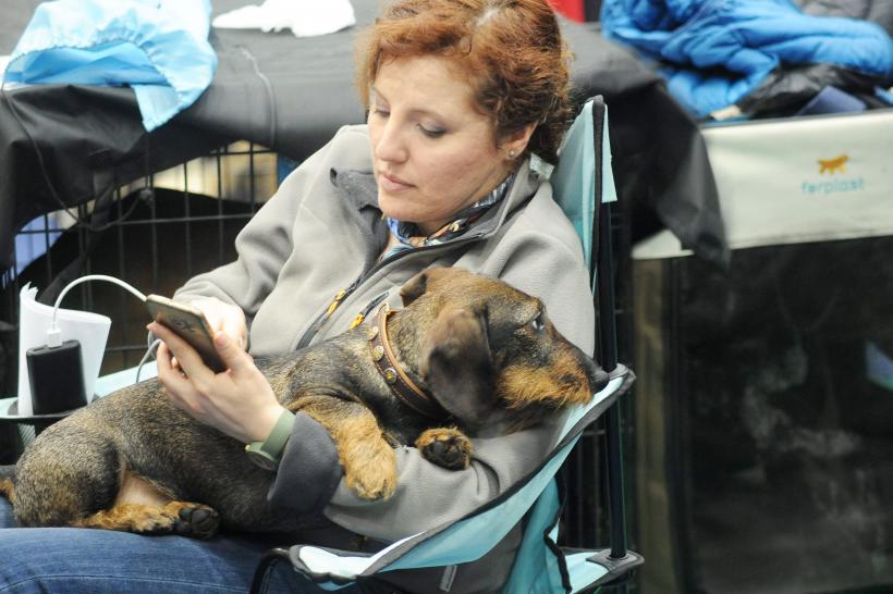 GALERIE FOTO. Bucharest Pet Exhibition. Parada pisicilor și câinilor 18569992