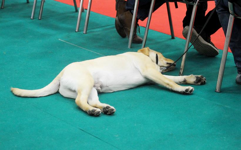 GALERIE FOTO. Bucharest Pet Exhibition. Parada pisicilor și câinilor 18570001