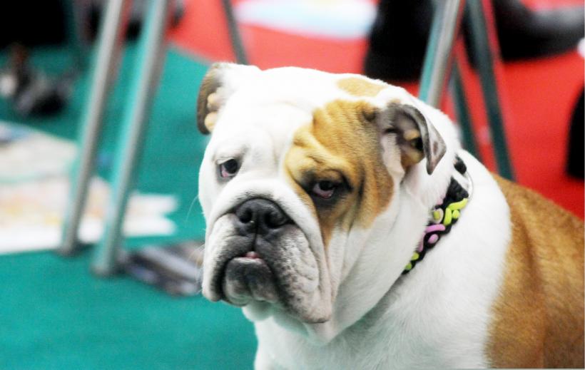 GALERIE FOTO. Bucharest Pet Exhibition. Parada pisicilor și câinilor 18570004