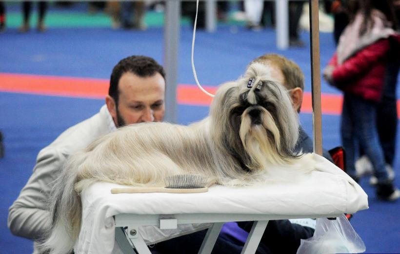 GALERIE FOTO. Bucharest Pet Exhibition. Parada pisicilor și câinilor 18570005