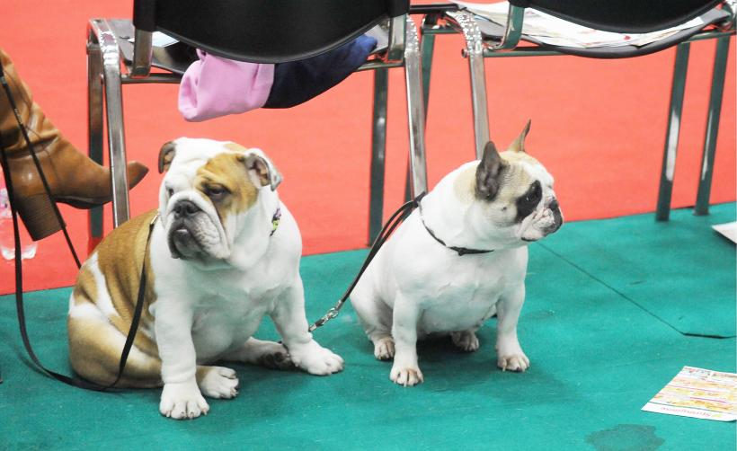 GALERIE FOTO. Bucharest Pet Exhibition. Parada pisicilor și câinilor 18570006