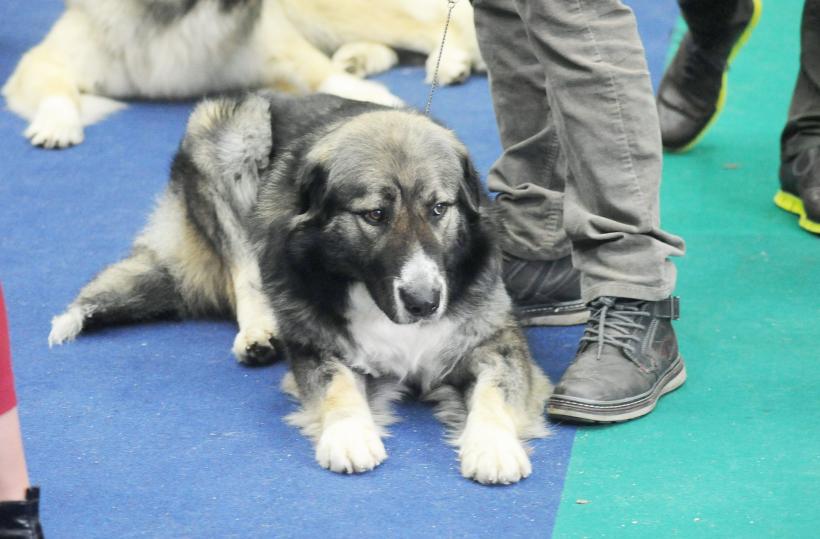 GALERIE FOTO. Bucharest Pet Exhibition. Parada pisicilor și câinilor 18570007