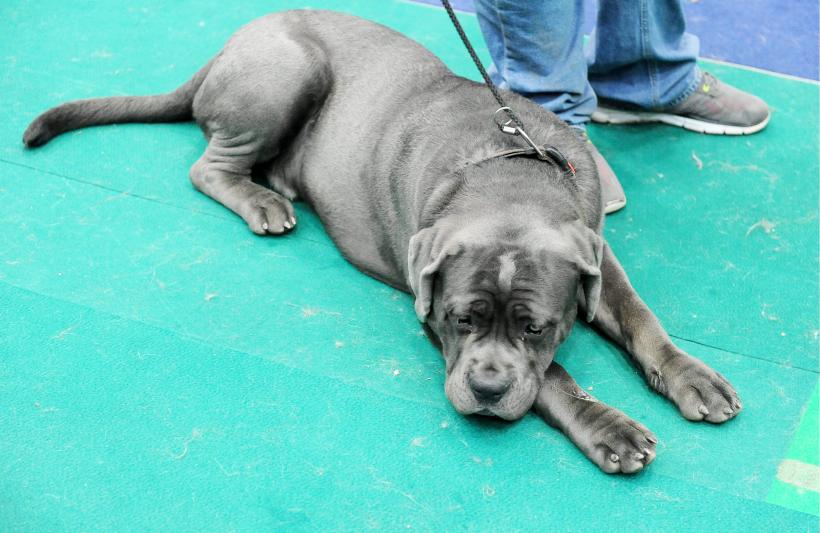 GALERIE FOTO. Bucharest Pet Exhibition. Parada pisicilor și câinilor 18570009