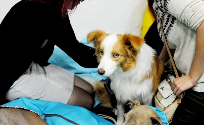 GALERIE FOTO. Bucharest Pet Exhibition. Parada pisicilor și câinilor 18570011