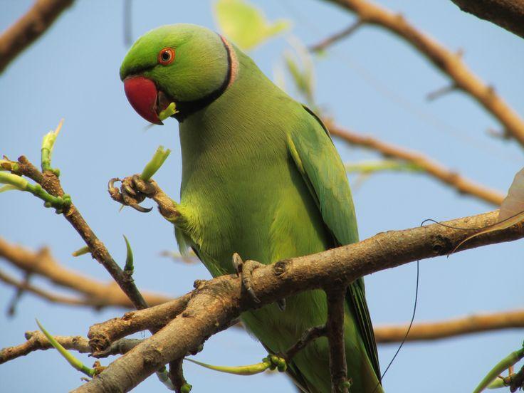 6 papagali din specia Micul Alexandru s-au aclimatizat în Parcul Tineretului