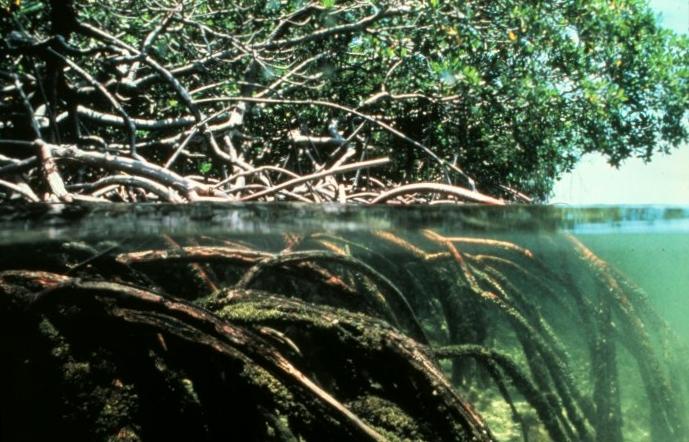 Mii de hectare de mangrove au pierit în urma secetei