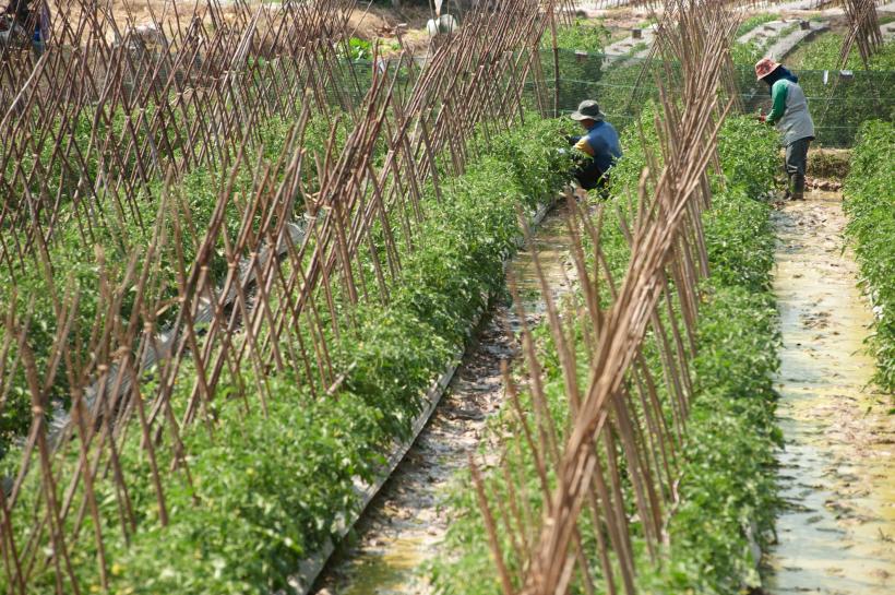 Mii de sclavi români în Italia, guvernul face help desk la Iași 18570245