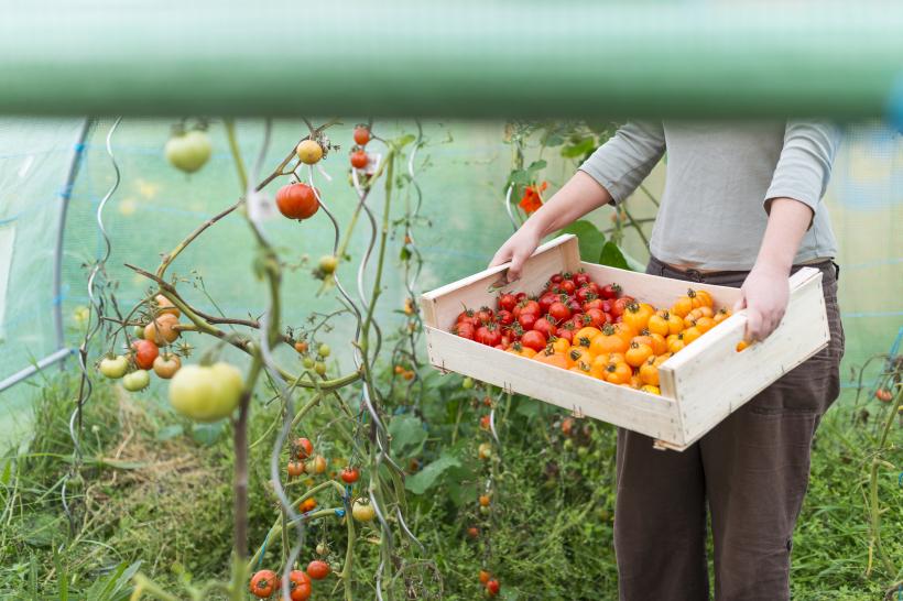 Mii de sclavi români în Italia, guvernul face help desk la Iași 18570246