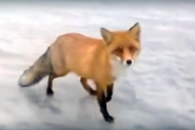 Video - O vulpe sălbatică din Rusia înghețată se lasă hrănită de un pescar
