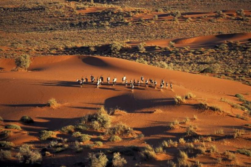 Nisipurile adormite din deşertul Khalahari se trezesc la viaţă după 10.000 de ani. Experimentul care a înverzit deșertul (VIDEO)