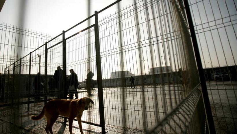 Cluj-Napoca - Un copil mușcat de 4 câini, în stare critică