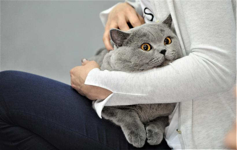 GALERIE FOTO - Expoziția internațională de pisici, SOFISTICAT, ediția de primăvară 18572155