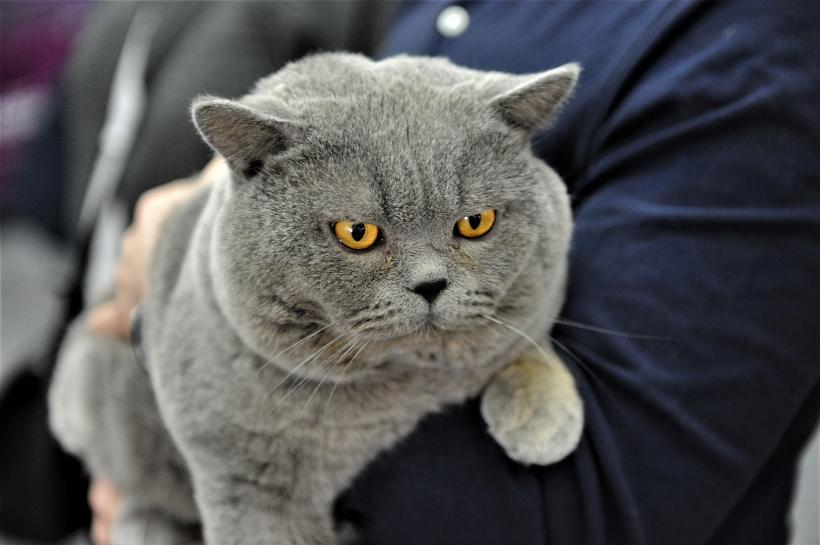 GALERIE FOTO - Expoziția internațională de pisici, SOFISTICAT, ediția de primăvară 18572156