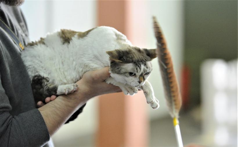 GALERIE FOTO - Expoziția internațională de pisici, SOFISTICAT, ediția de primăvară 18572157