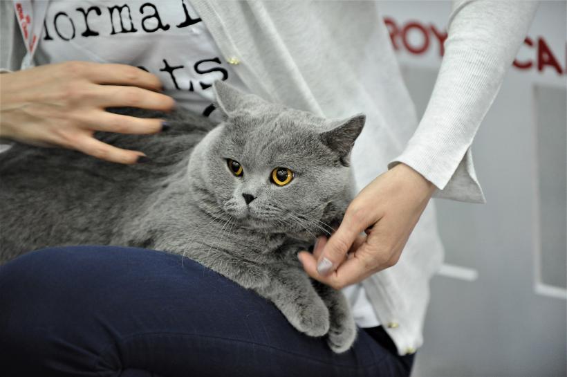 GALERIE FOTO - Expoziția internațională de pisici, SOFISTICAT, ediția de primăvară 18572158