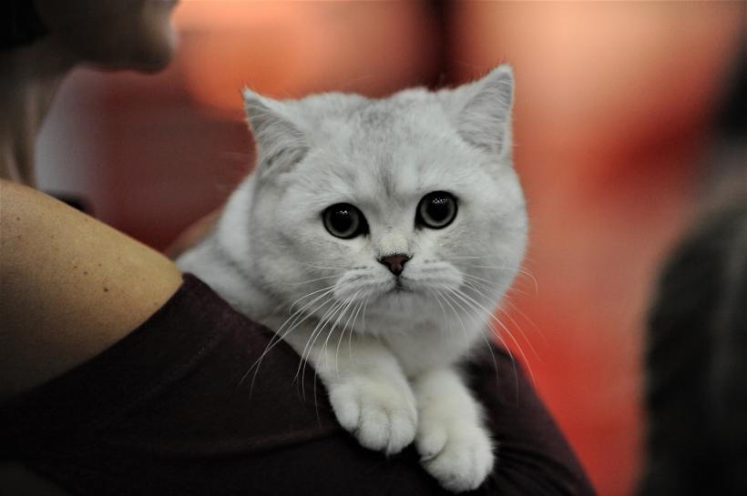 GALERIE FOTO - Expoziția internațională de pisici, SOFISTICAT, ediția de primăvară 18572159