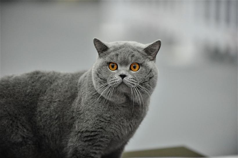 GALERIE FOTO - Expoziția internațională de pisici, SOFISTICAT, ediția de primăvară 18572160