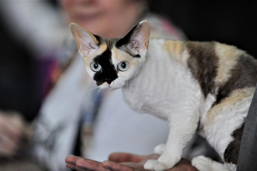 GALERIE FOTO - Expoziția internațională de pisici, SOFISTICAT, ediția de primăvară 18572161