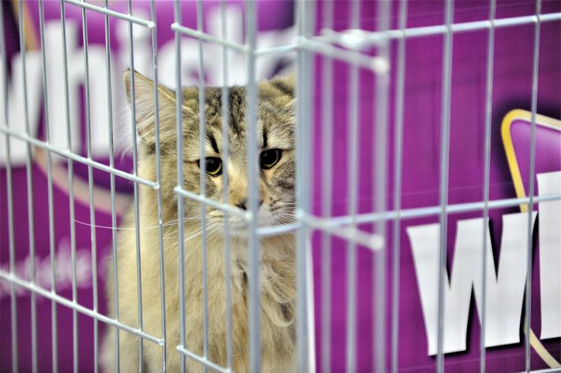 GALERIE FOTO - Expoziția internațională de pisici, SOFISTICAT, ediția de primăvară 18572162