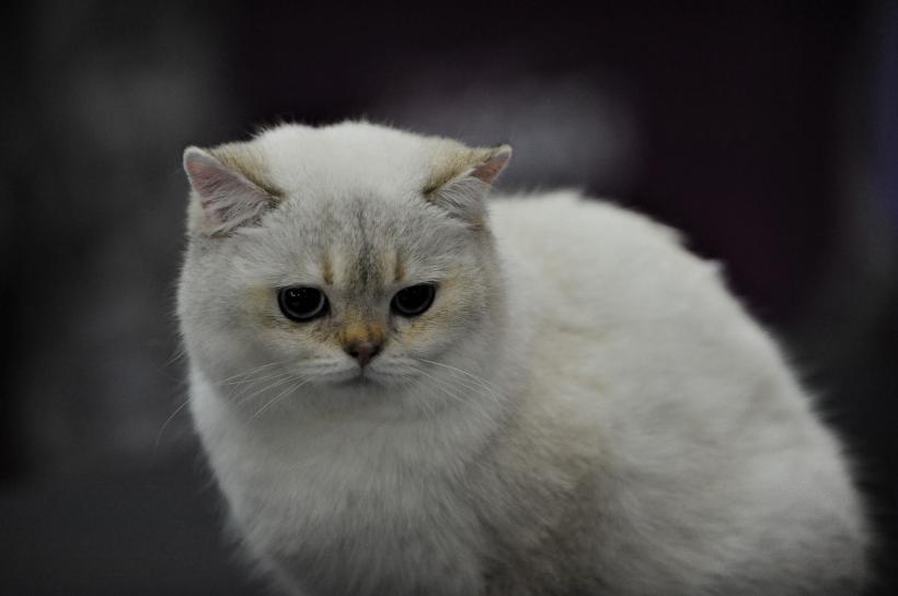 GALERIE FOTO - Expoziția internațională de pisici, SOFISTICAT, ediția de primăvară 18572163