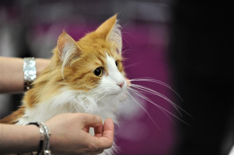 GALERIE FOTO - Expoziția internațională de pisici, SOFISTICAT, ediția de primăvară 18572164