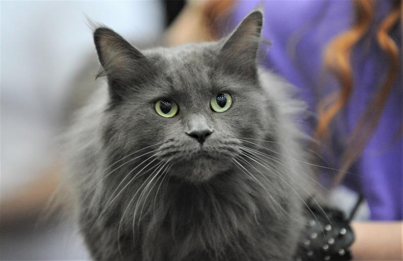 GALERIE FOTO - Expoziția internațională de pisici, SOFISTICAT, ediția de primăvară 18572165