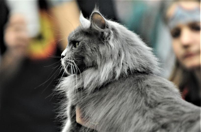 GALERIE FOTO - Expoziția internațională de pisici, SOFISTICAT, ediția de primăvară 18572166