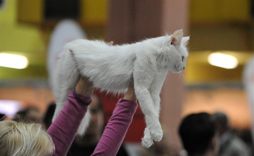 GALERIE FOTO - Expoziția internațională de pisici, SOFISTICAT, ediția de primăvară 18572167