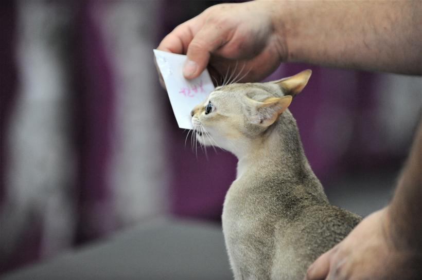 GALERIE FOTO - Expoziția internațională de pisici, SOFISTICAT, ediția de primăvară 18572168