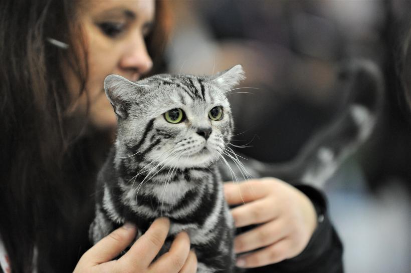 GALERIE FOTO - Expoziția internațională de pisici, SOFISTICAT, ediția de primăvară 18572169