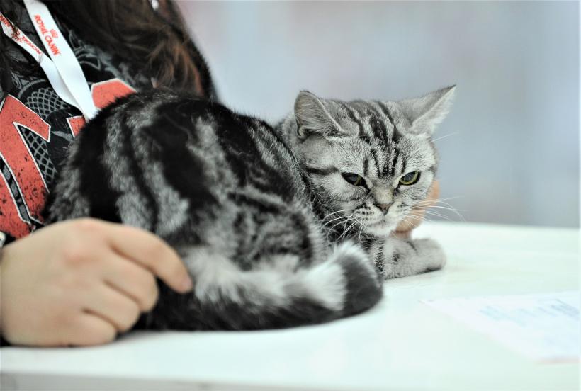 GALERIE FOTO - Expoziția internațională de pisici, SOFISTICAT, ediția de primăvară 18572170