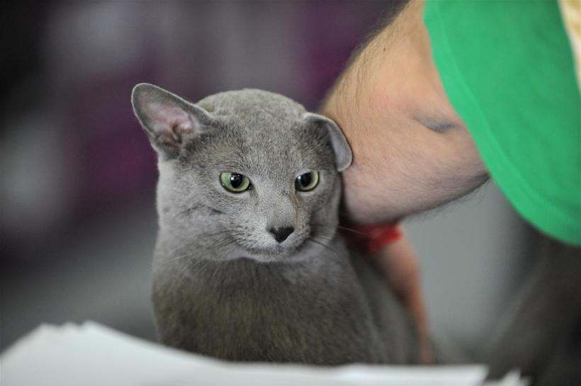 GALERIE FOTO - Expoziția internațională de pisici, SOFISTICAT, ediția de primăvară 18572171