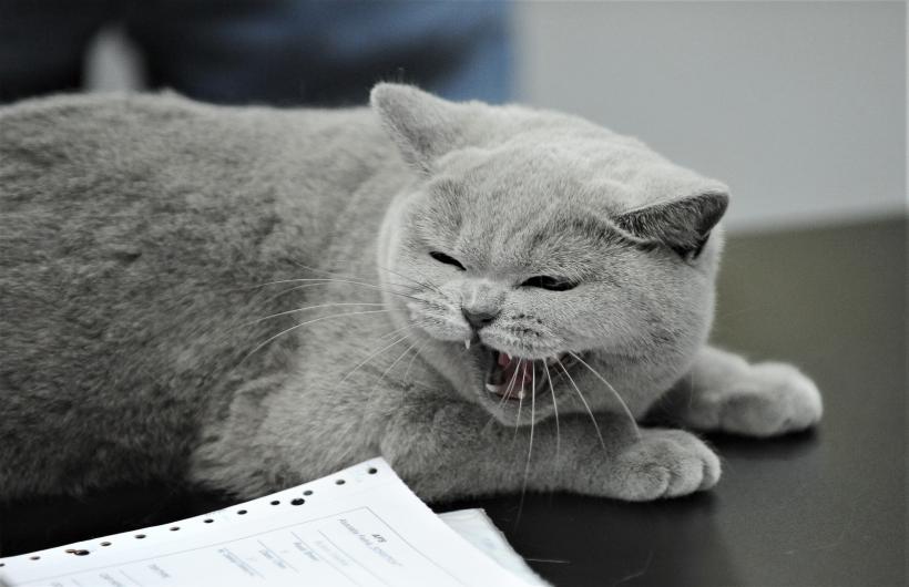 GALERIE FOTO - Expoziția internațională de pisici, SOFISTICAT, ediția de primăvară 18572172