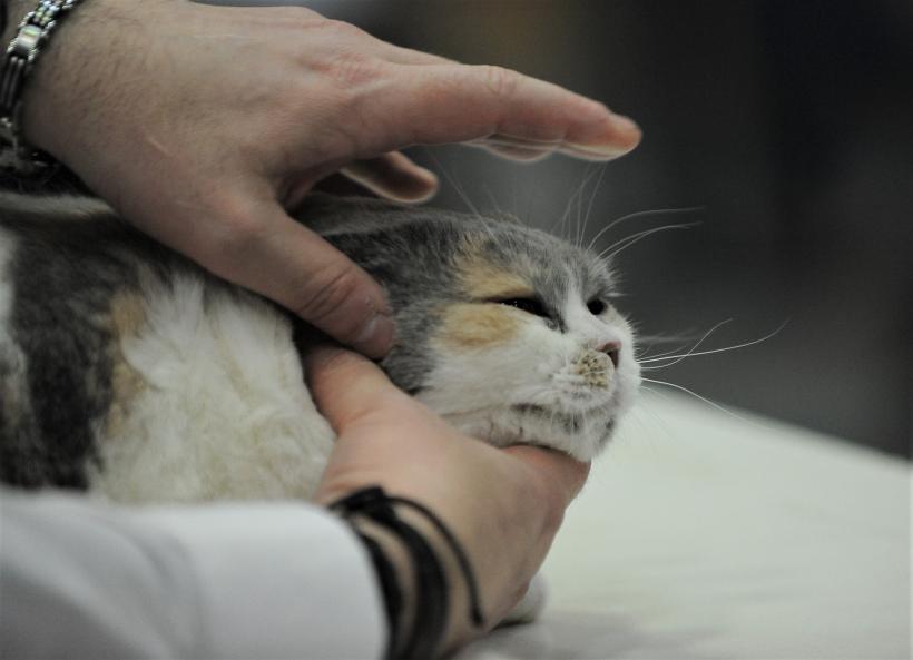 GALERIE FOTO - Expoziția internațională de pisici, SOFISTICAT, ediția de primăvară 18572173