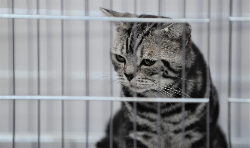 GALERIE FOTO - Expoziția internațională de pisici, SOFISTICAT, ediția de primăvară 18572174