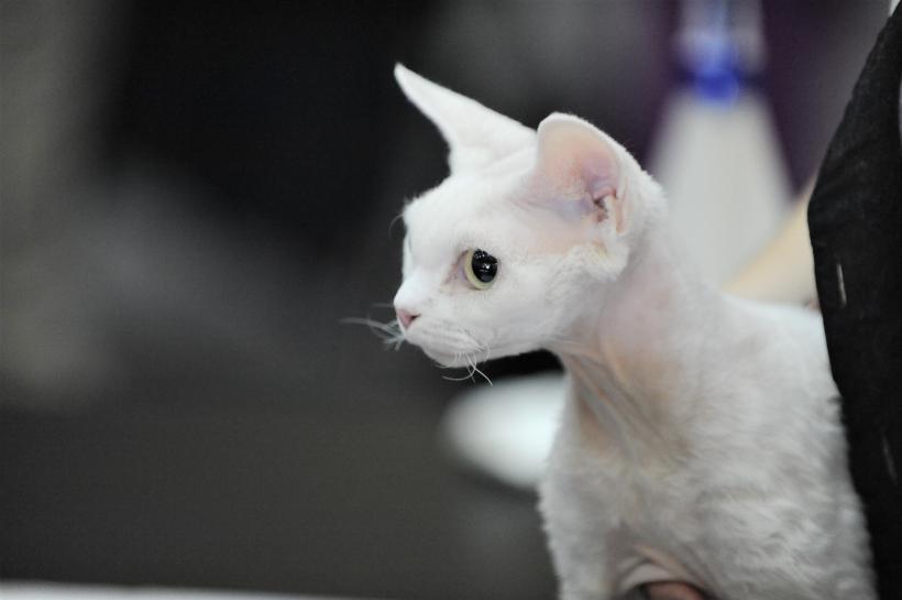 GALERIE FOTO - Expoziția internațională de pisici, SOFISTICAT, ediția de primăvară 18572175
