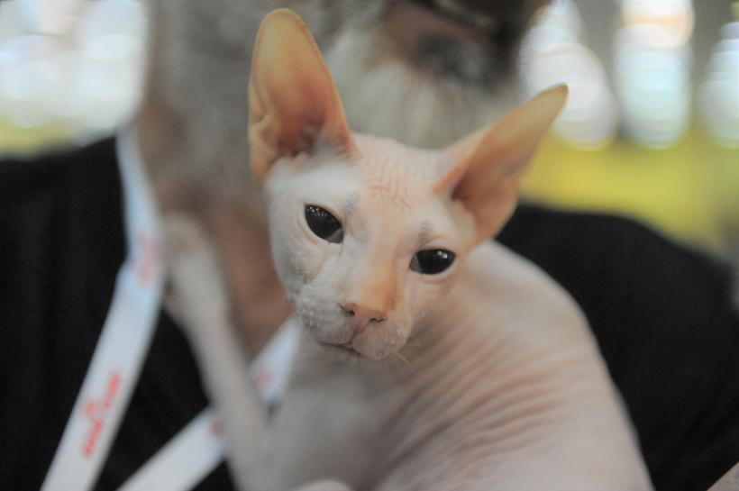 GALERIE FOTO - Expoziția internațională de pisici, SOFISTICAT, ediția de primăvară 18572176